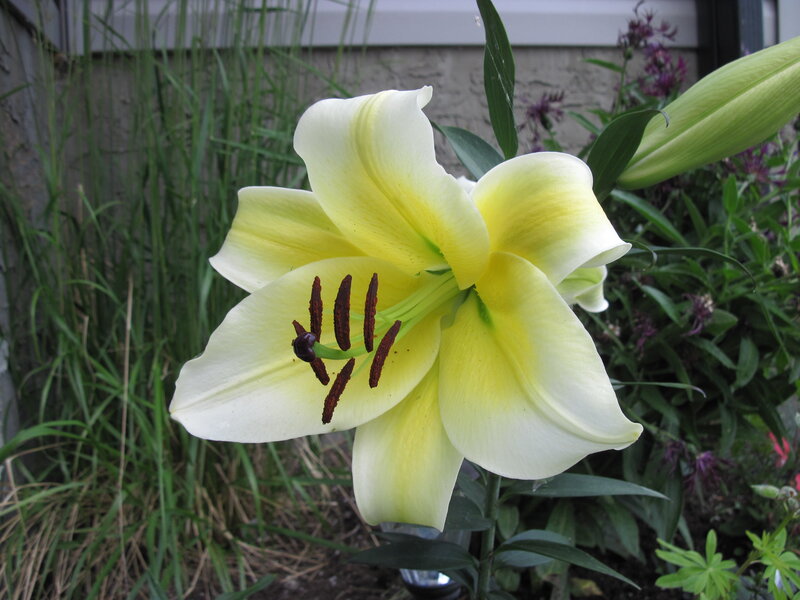 Yellow Lily Flower — White, Calm