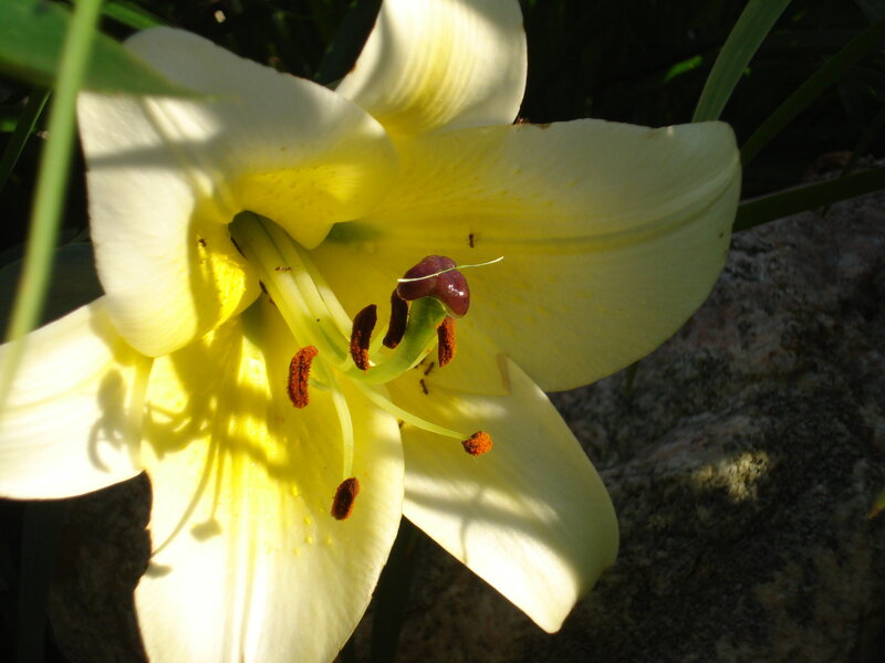 Yellow Lily Flower — White