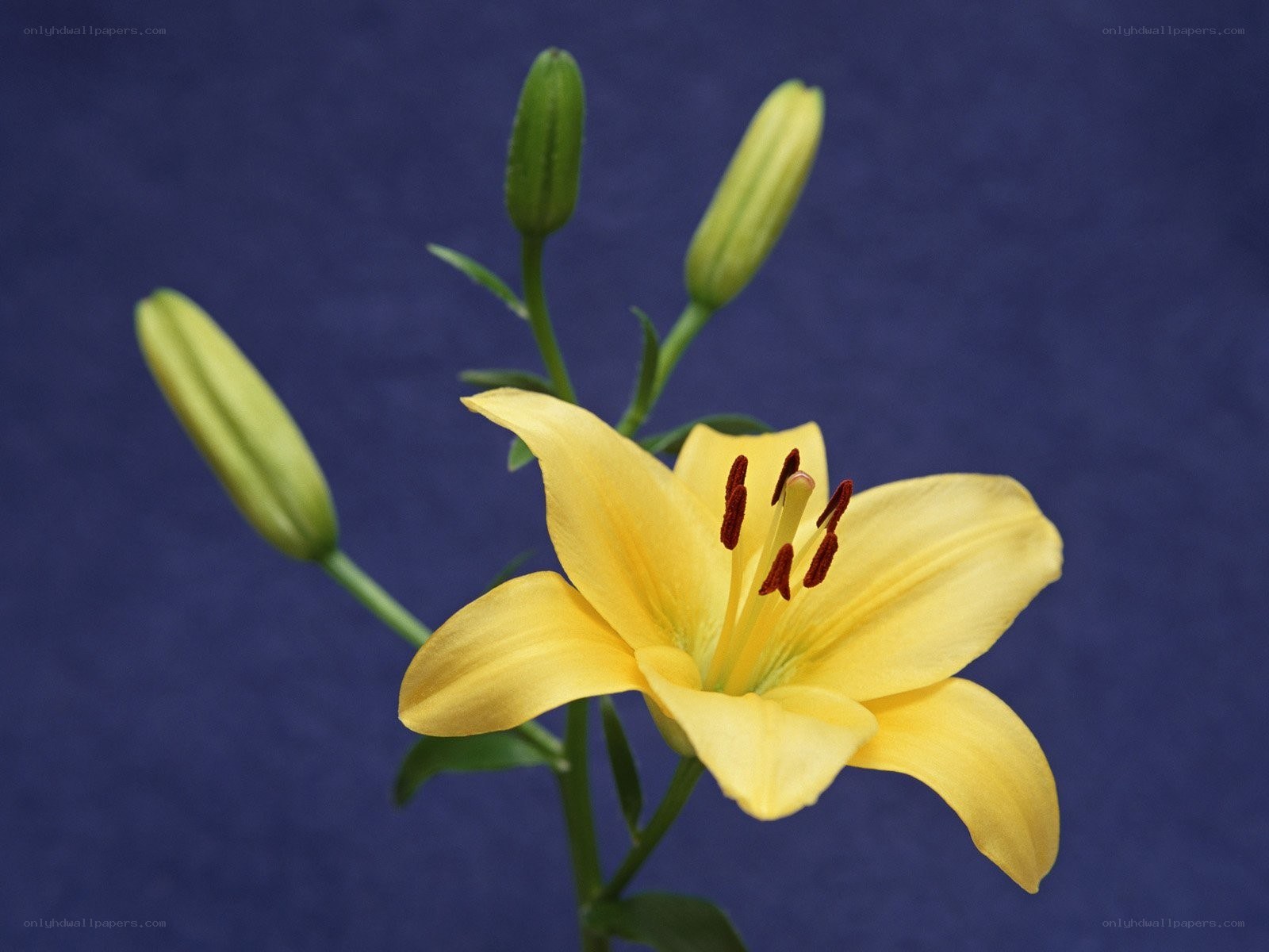 Yellow lily flower with buds