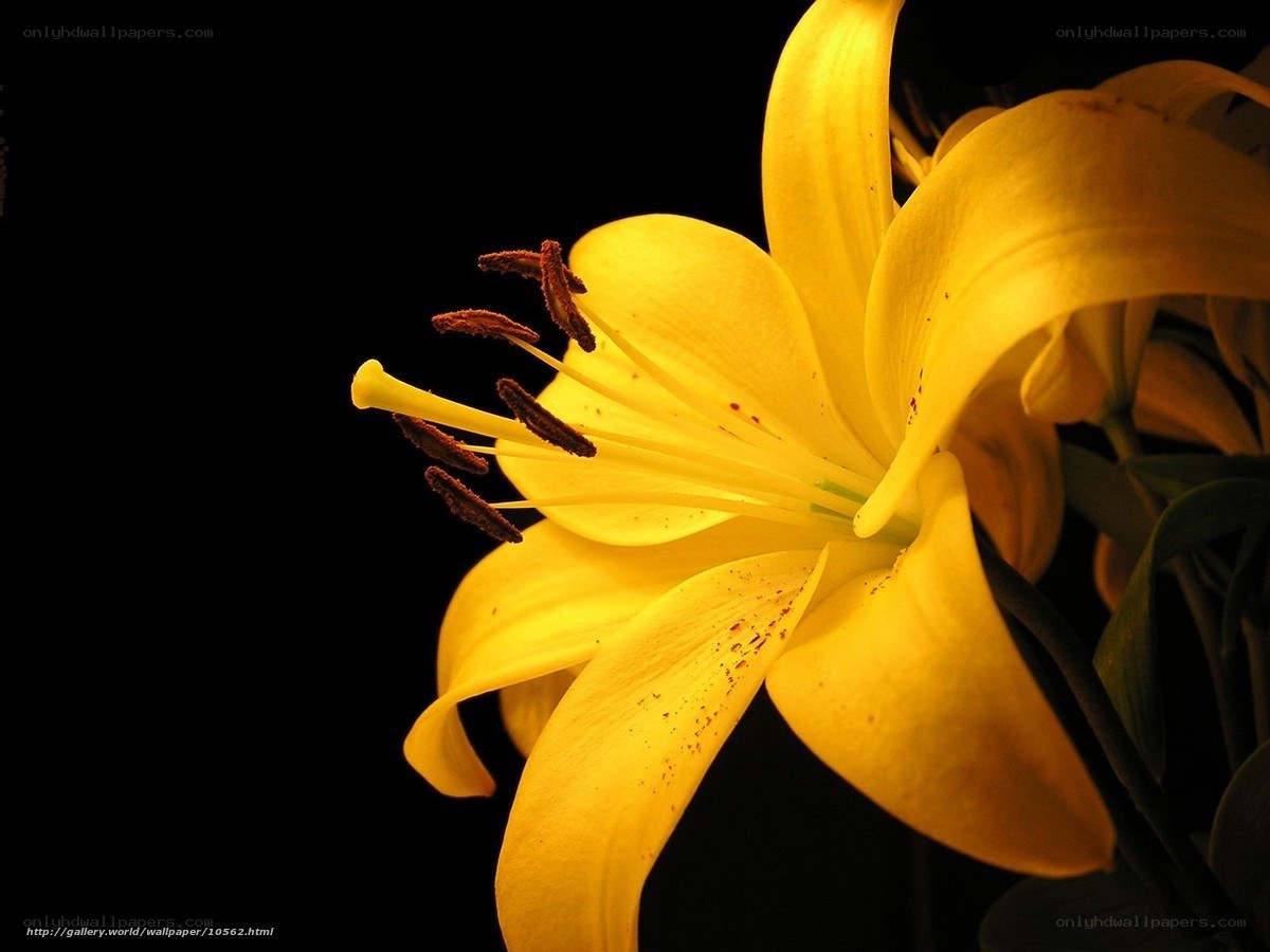 yellow lily flower