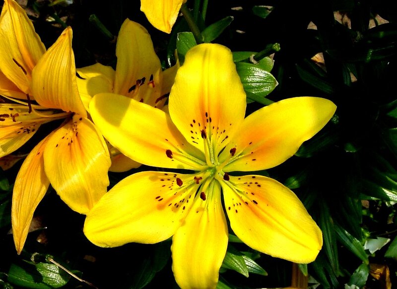 Yellow Lily Flowers — Bright