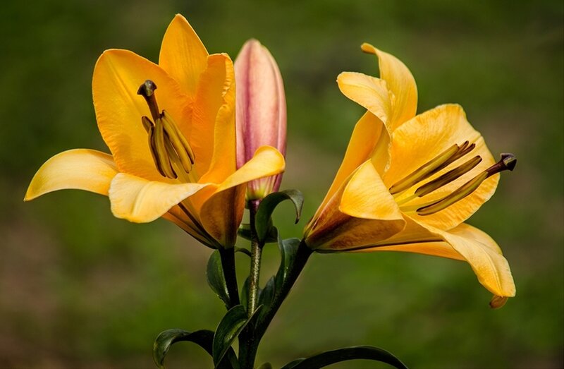 Yellow Lily Flowers — Calm, Photograph, Bud