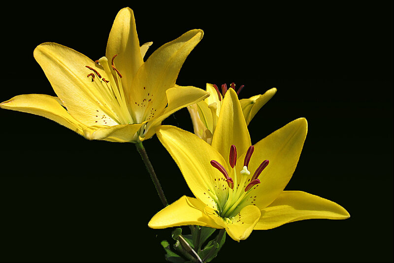 Yellow Lily Flowers — Dramatic, Photograph