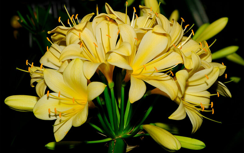 Yellow Lily Flowers — Dramatic