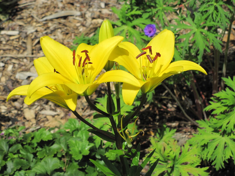 Yellow Lily Flowers — Natural