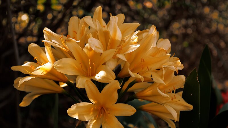 Yellow Lily Flowers — Serene