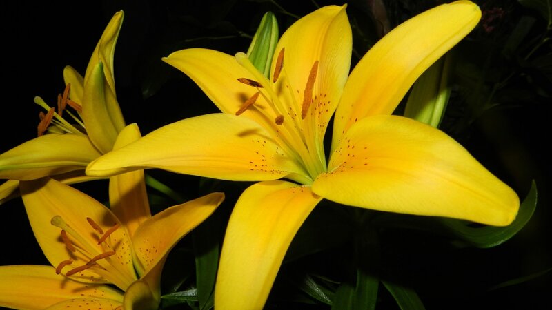 Yellow Lily Flowers