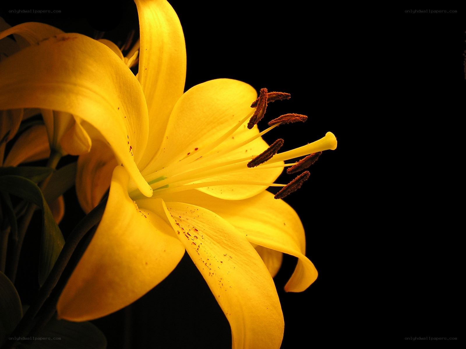 Yellow lily in bloom