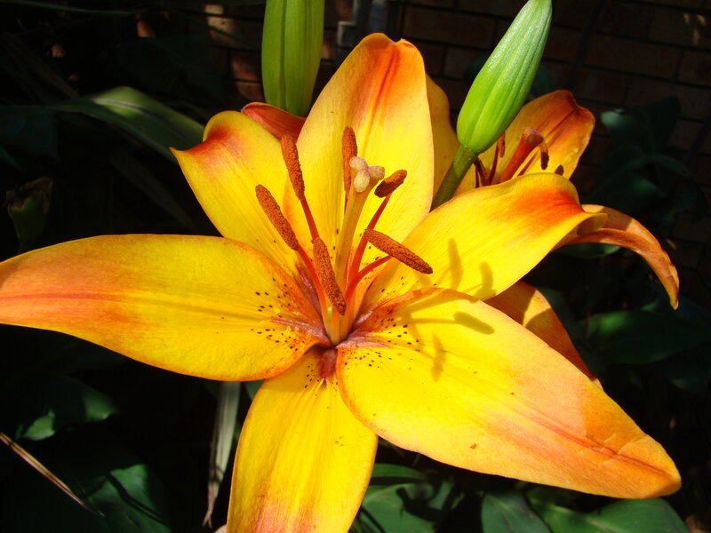 Yellow lily in bloom