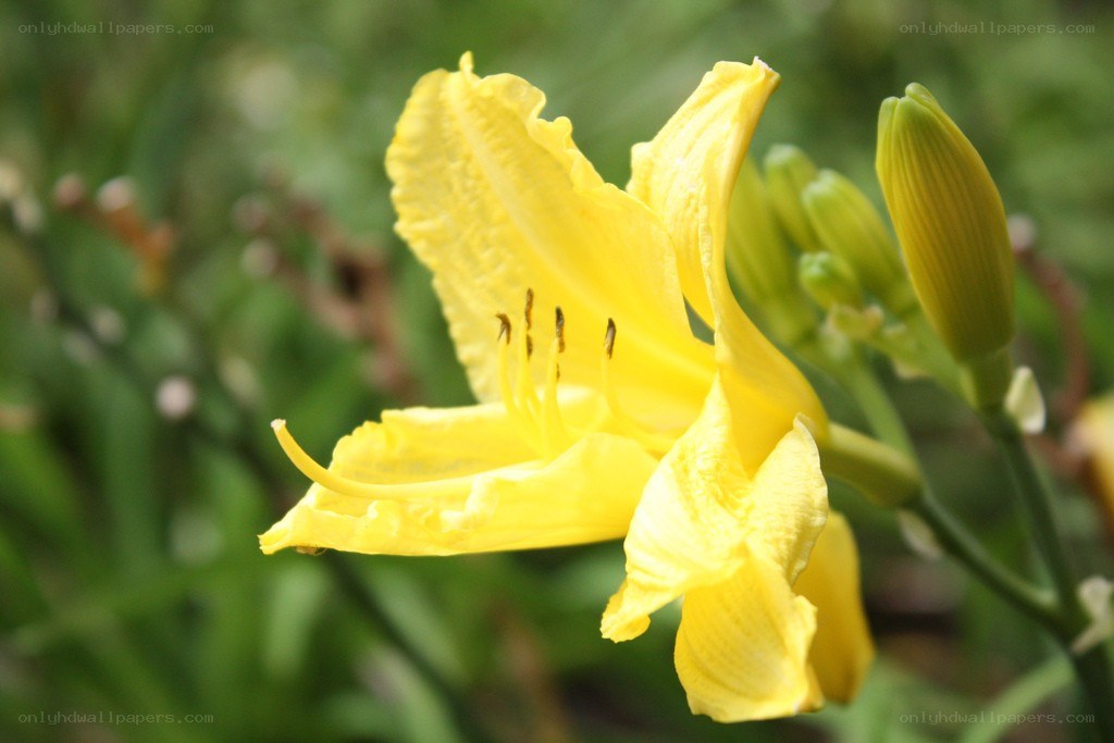 Yellow lily in bloom