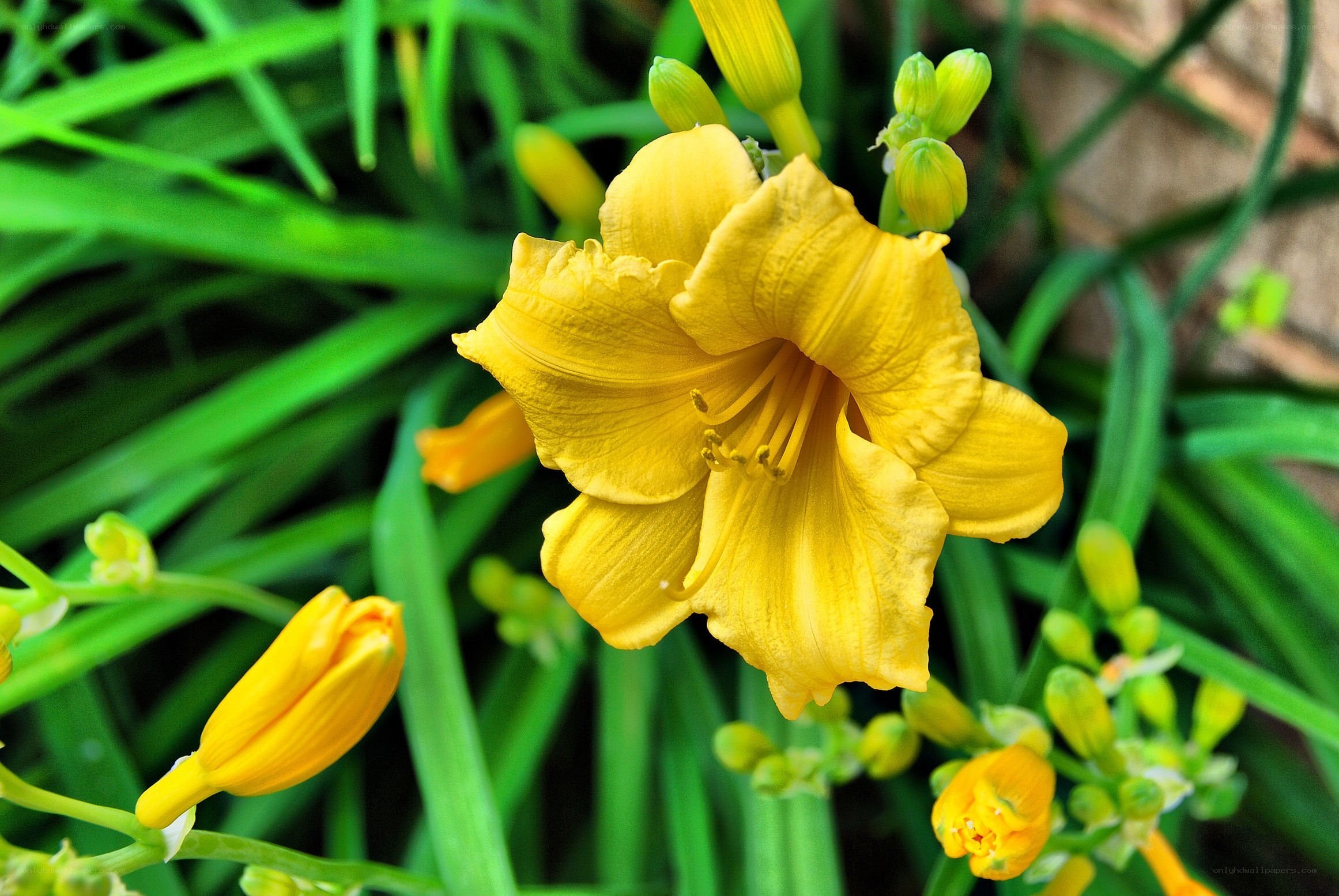 Yellow lily in bloom
