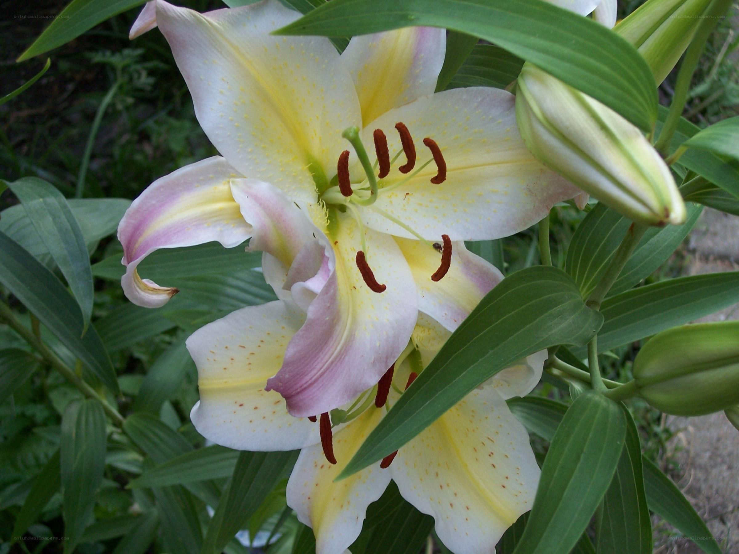 yellow lily in bloom