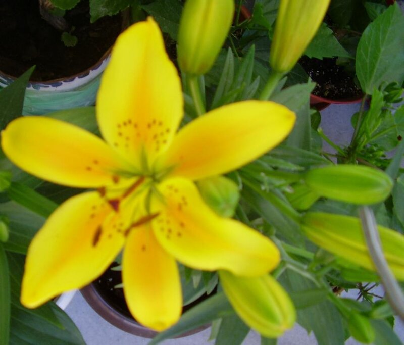 Yellow lily in bloom