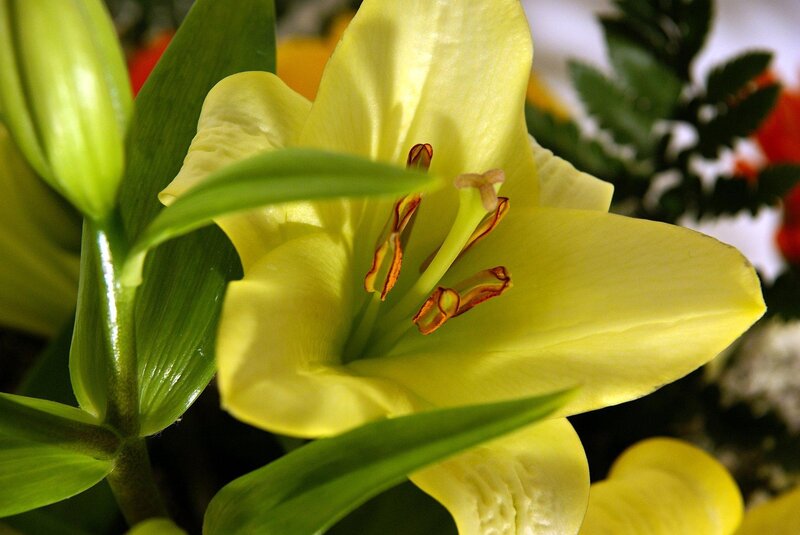 Yellow lily in bloom