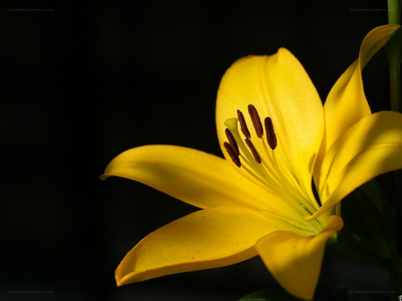 Yellow lily in dark background