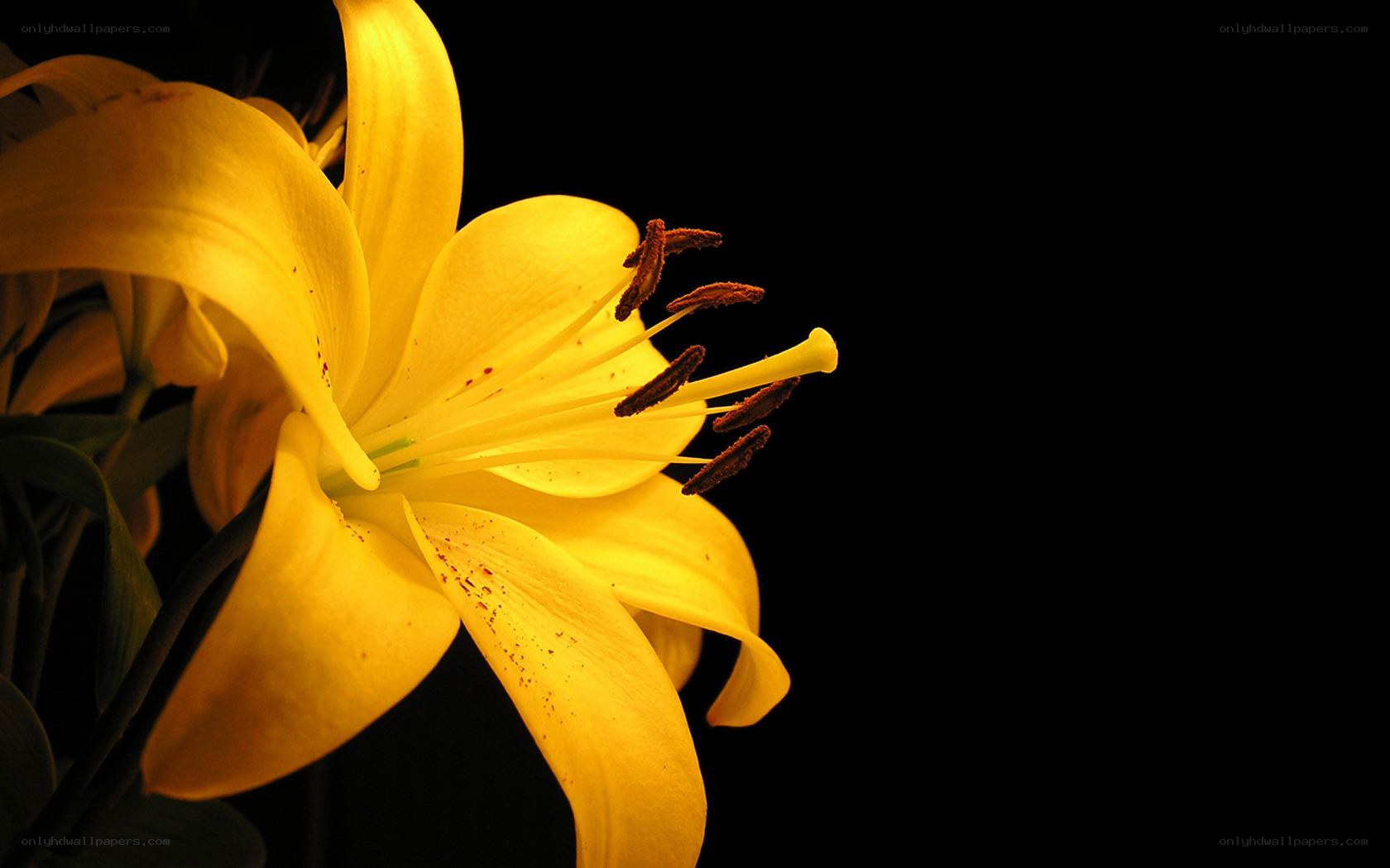 Yellow lily in dark background