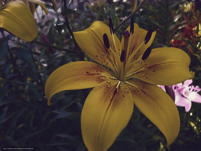 Yellow lily in garden