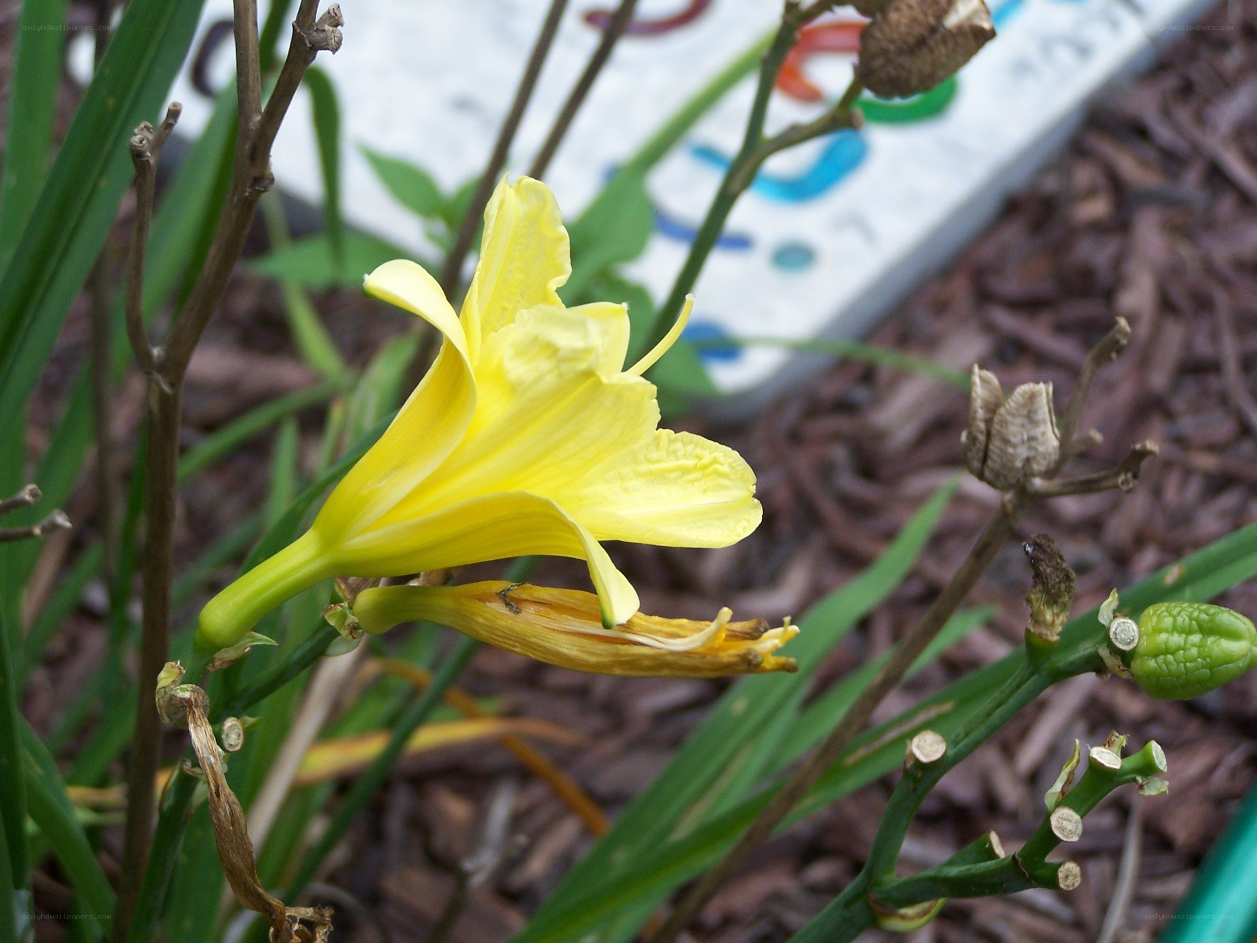 Yellow lily in garden