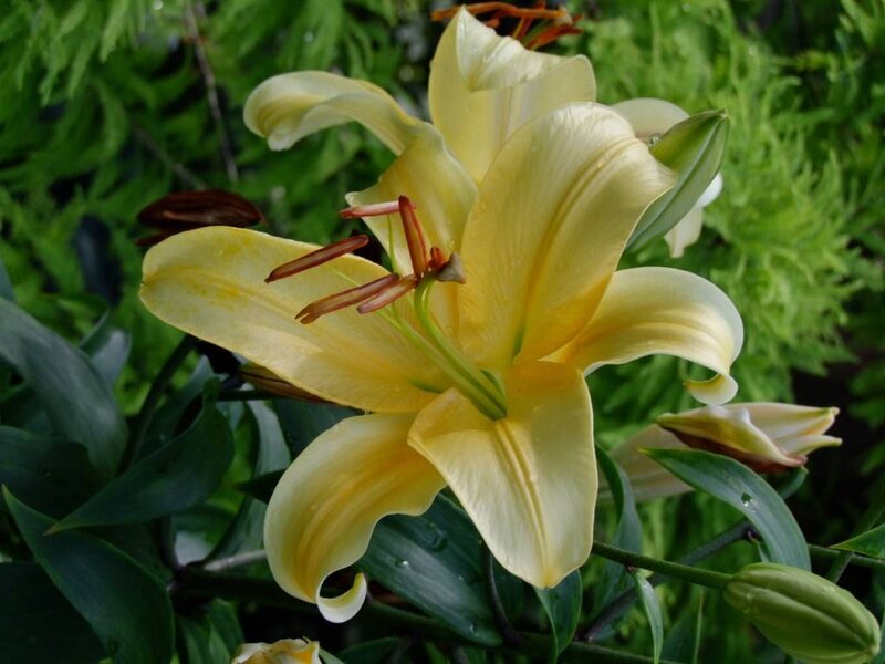 yellow lily in garden