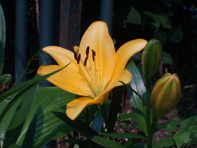 yellow lily in garden