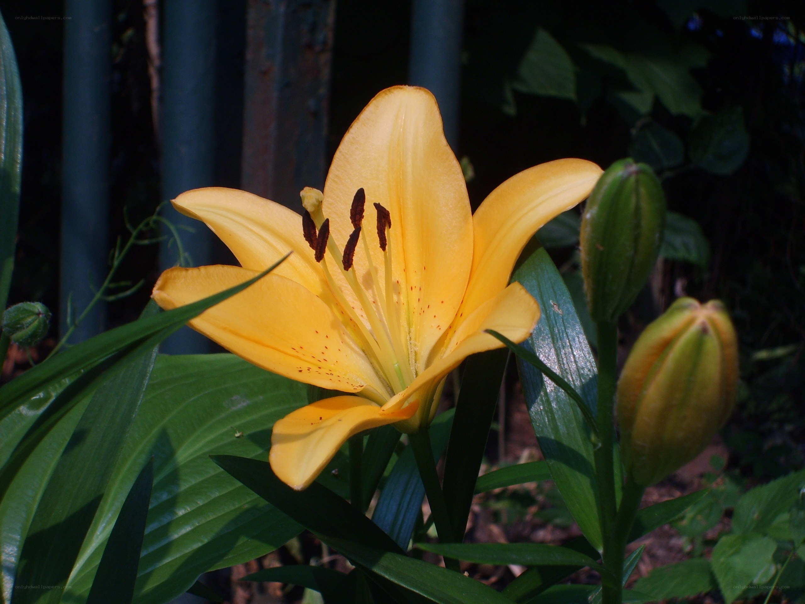 yellow lily in garden
