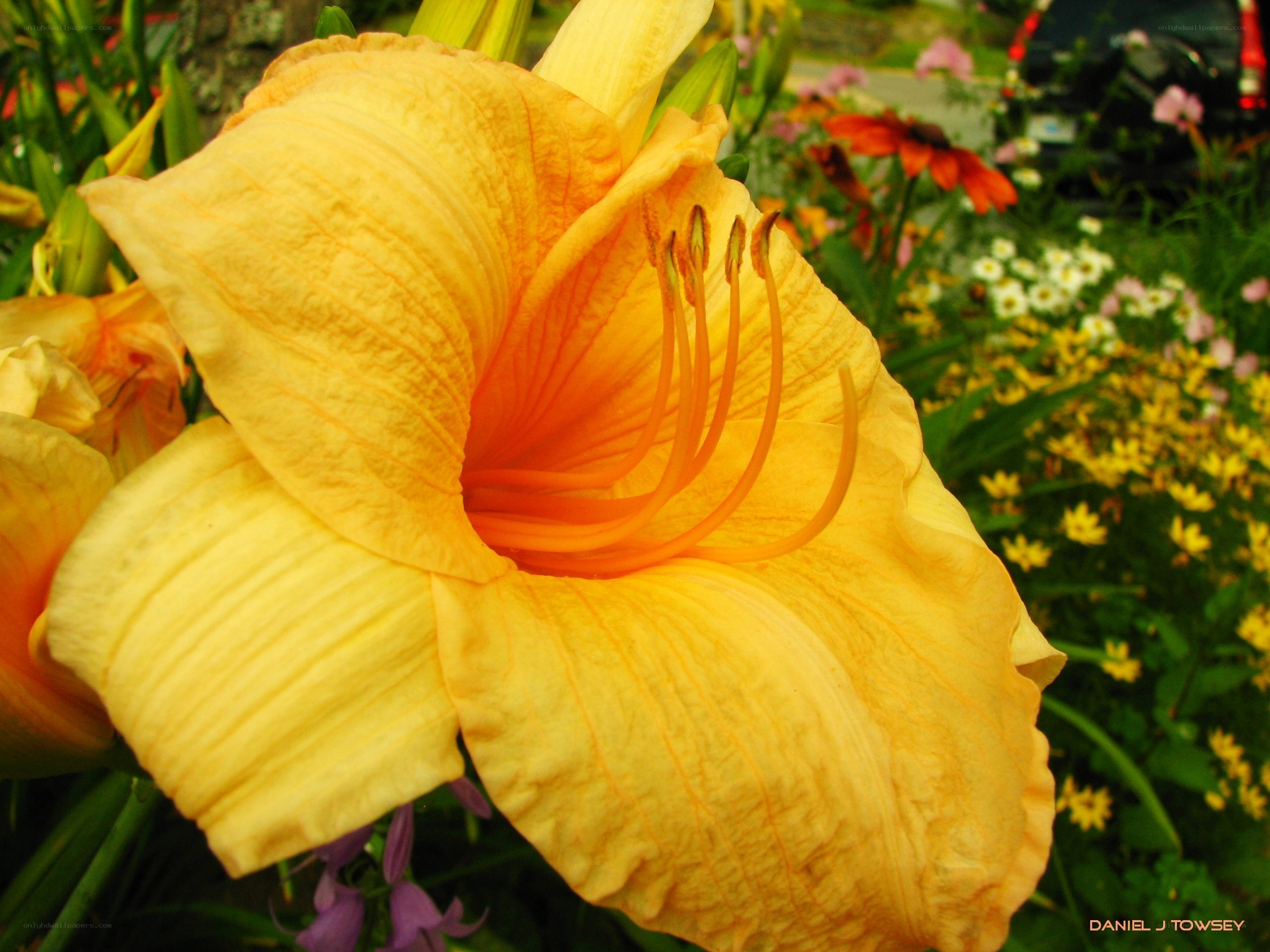 yellow lily in garden