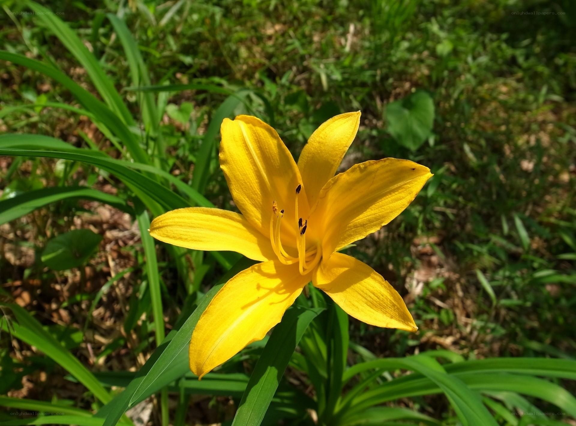 Yellow lily in garden