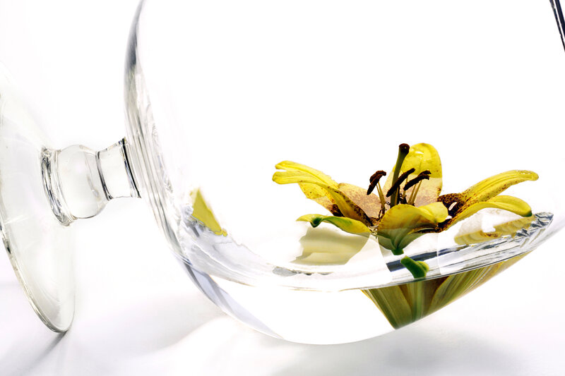 Yellow Lily in Glass Bowl — White