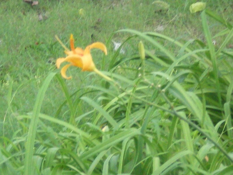 yellow lily in grass