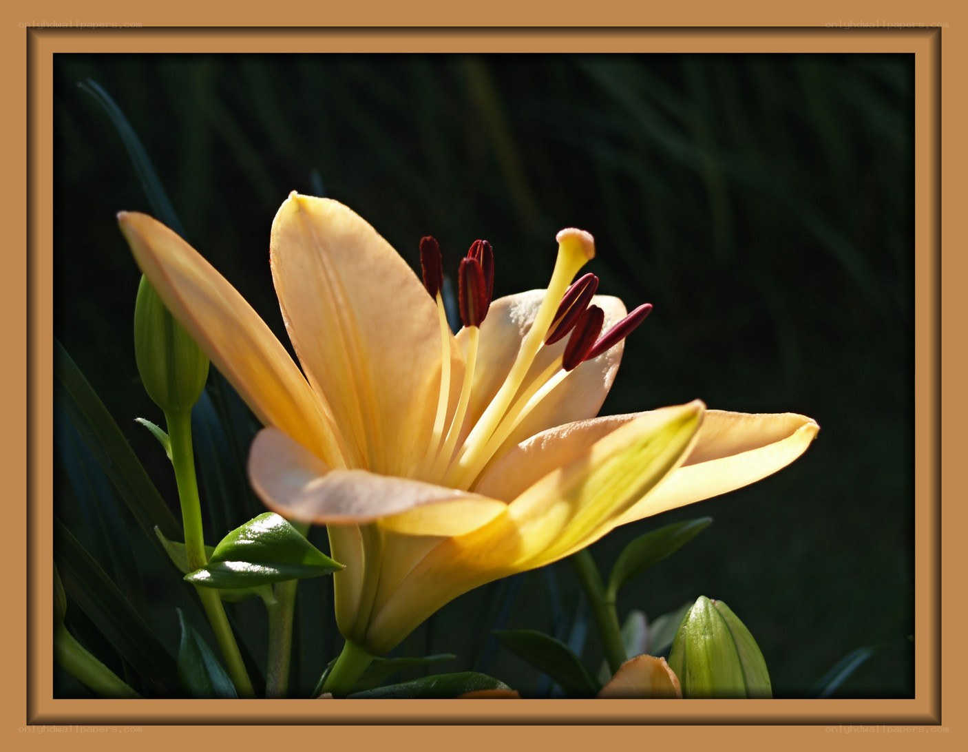 yellow lily in sunlight