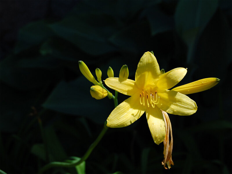 Yellow lily in sunlight