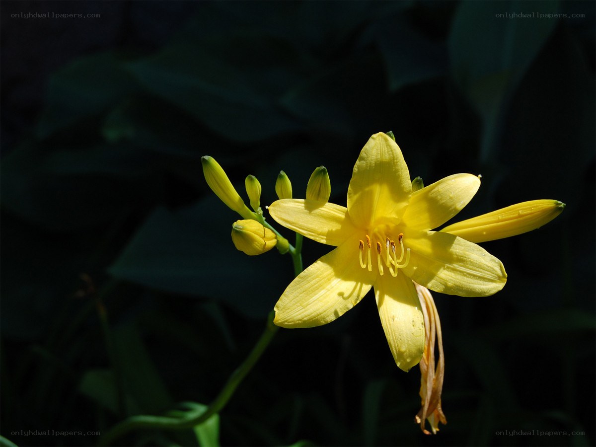 Yellow lily in sunlight
