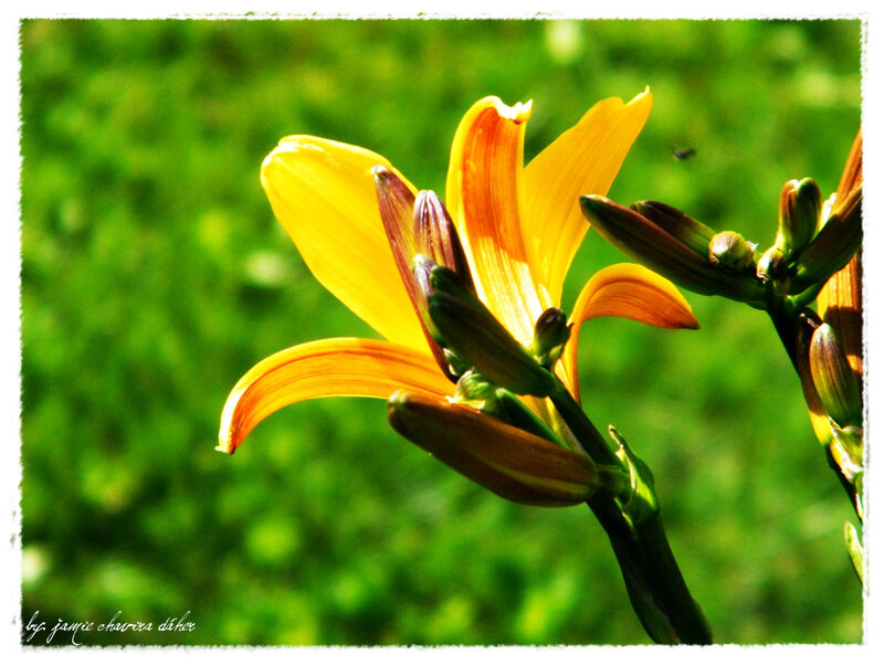 yellow lily in sunlight