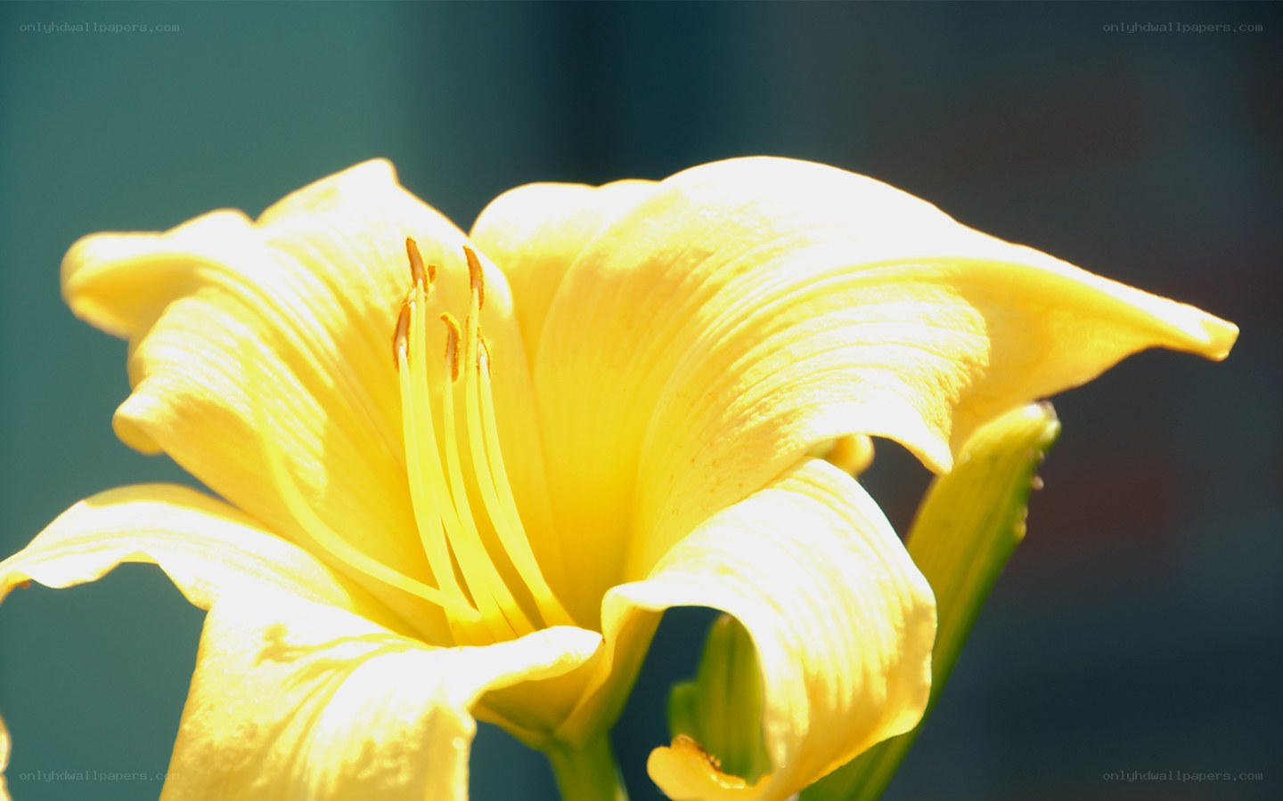 Yellow lily in sunlight