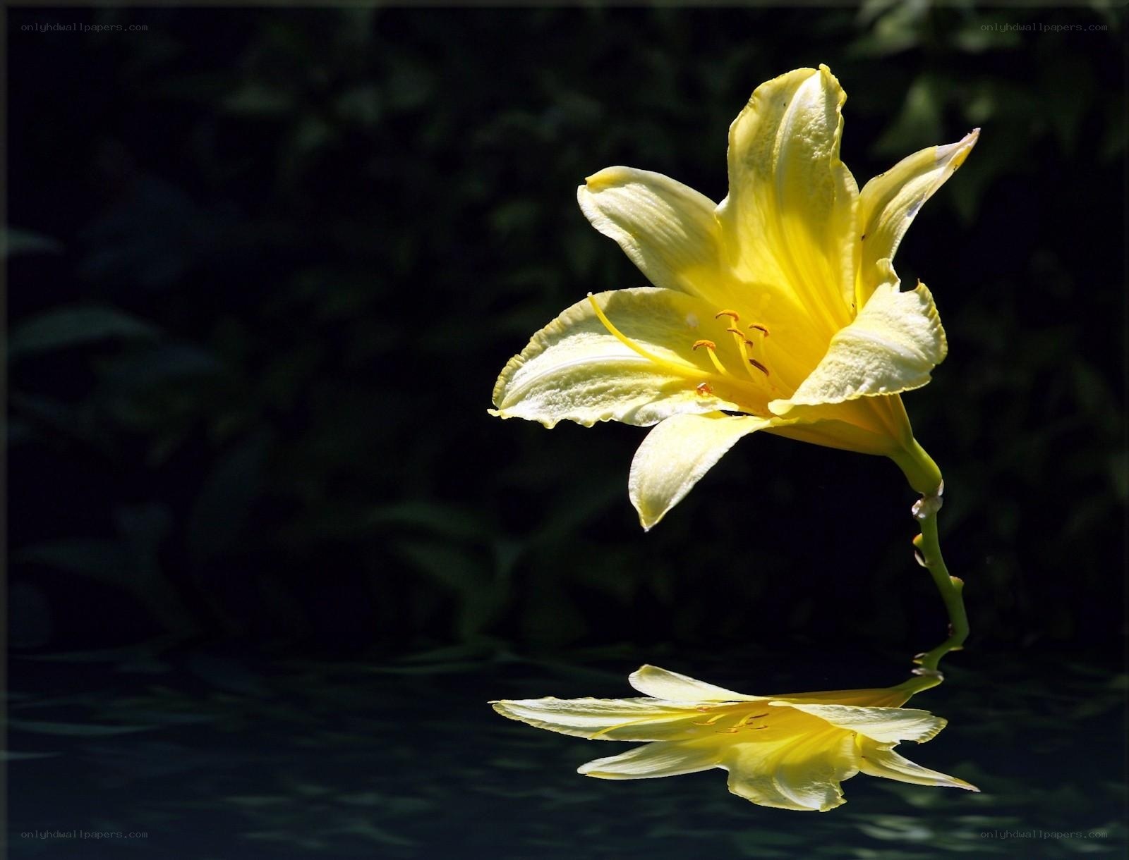 Yellow lily in water reflection