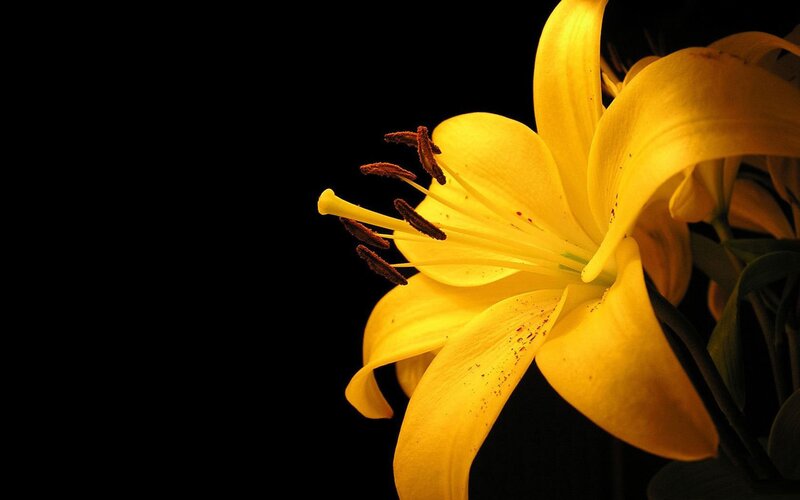 yellow lily on black background