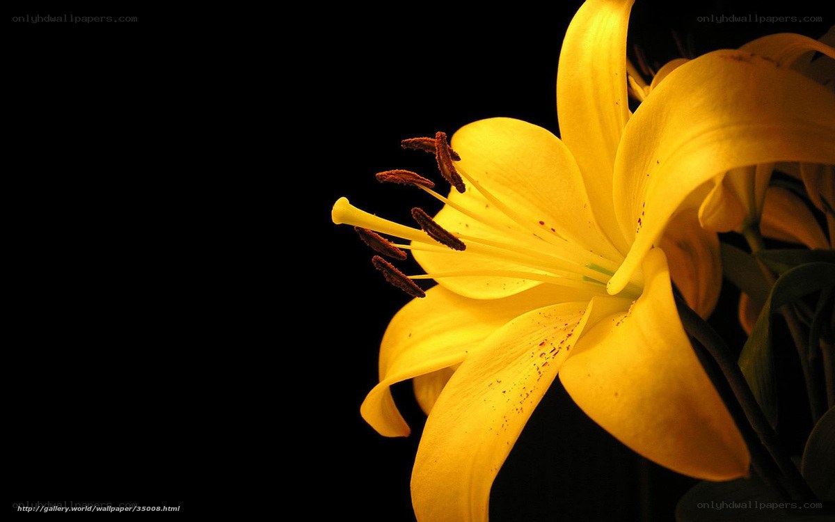 Yellow lily on black background