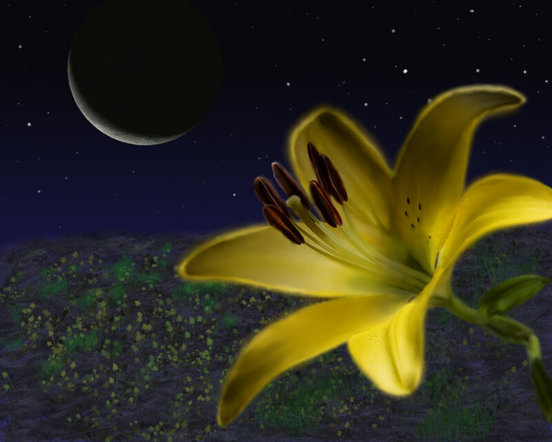 Yellow lily under the moon