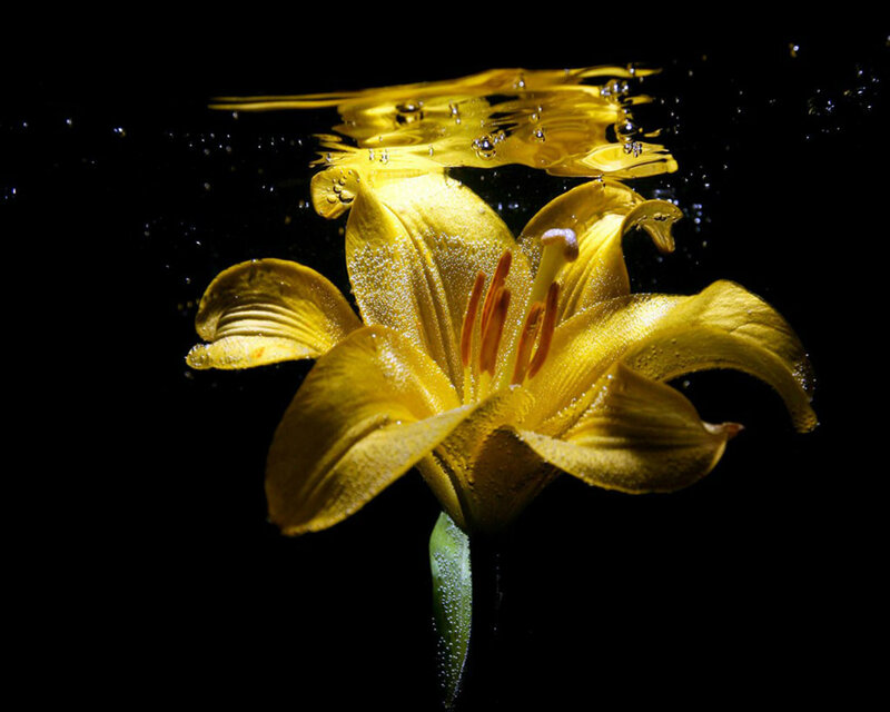 Yellow Lily Underwater