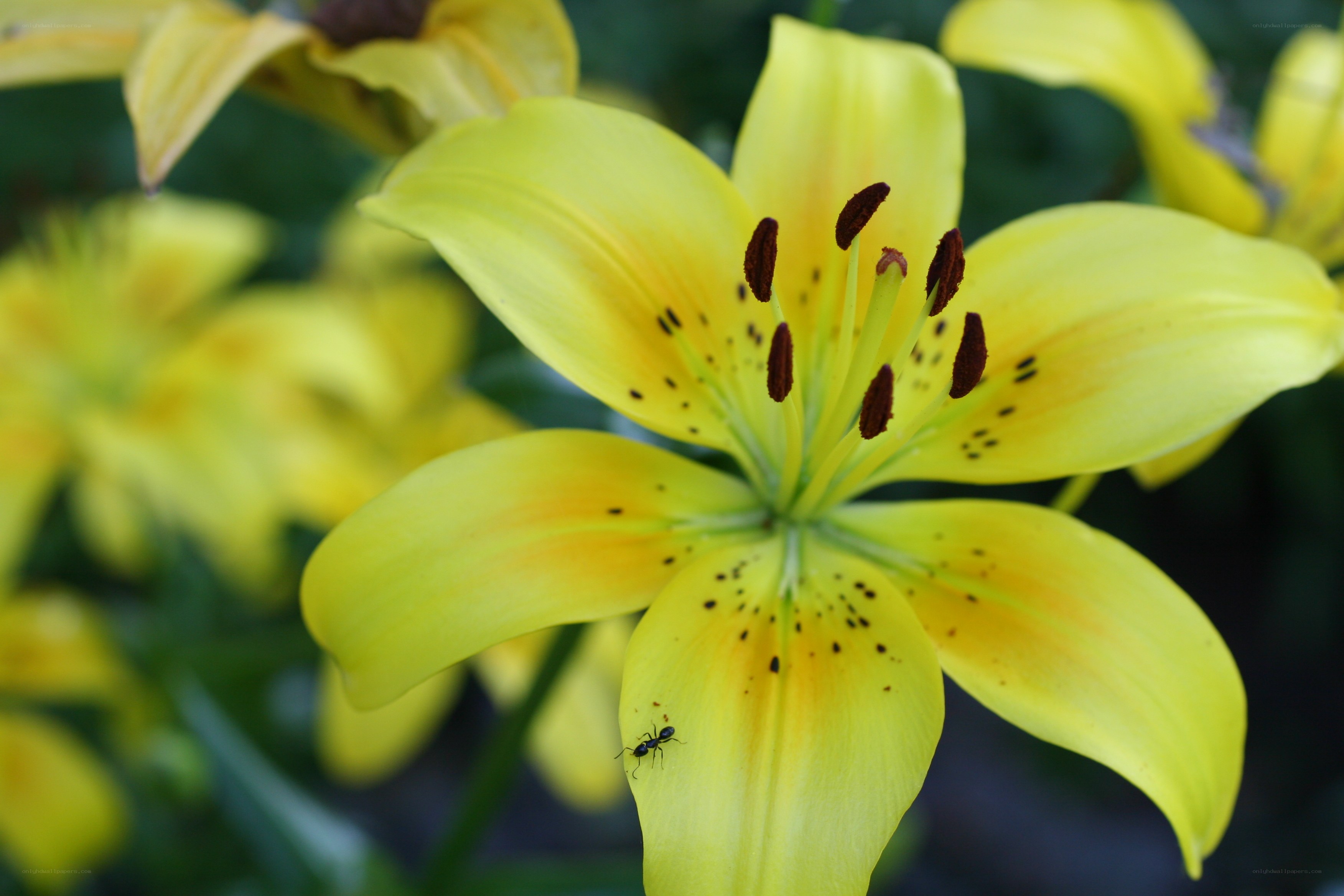 Yellow lily with ant