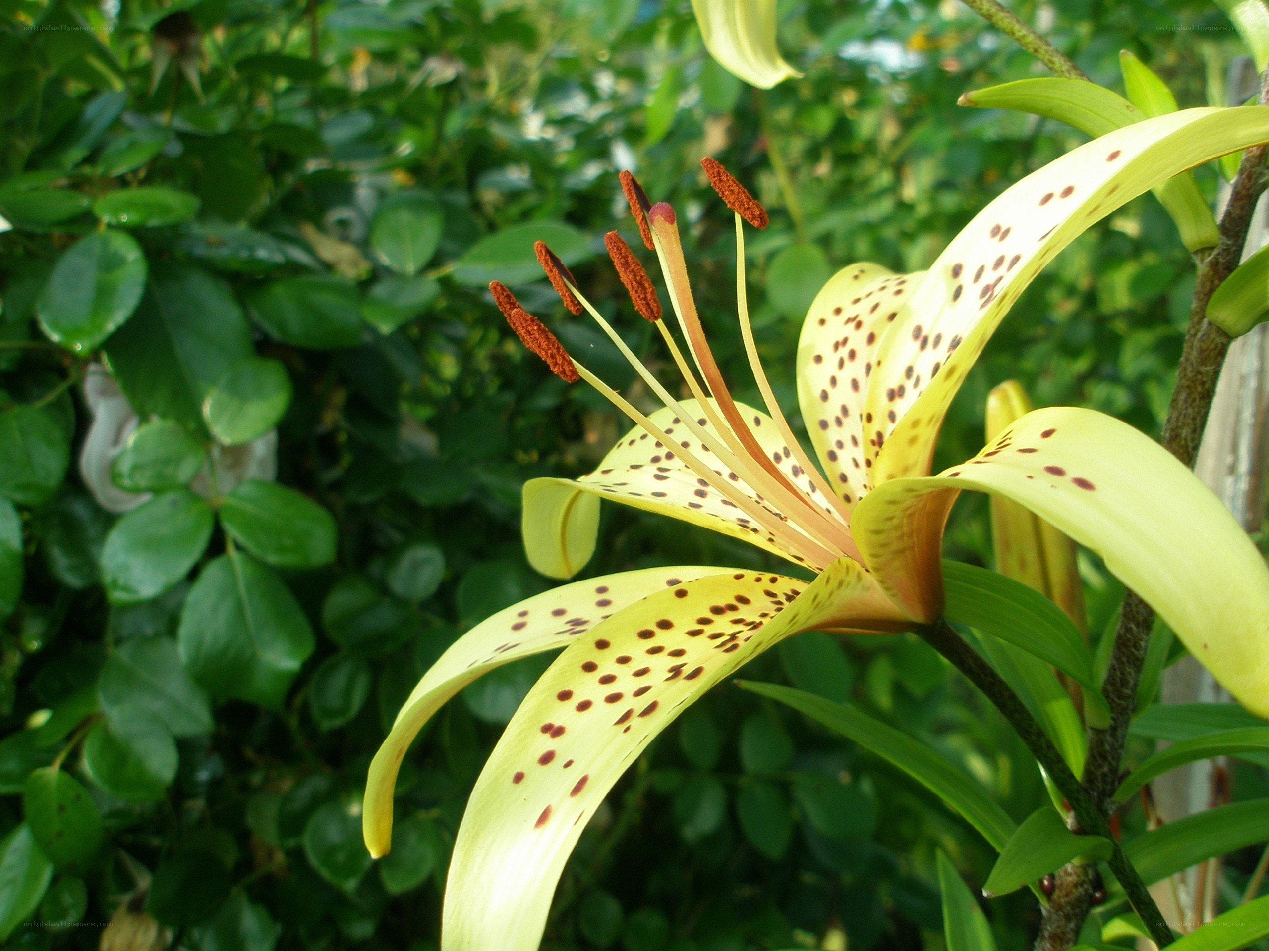 yellow lily with brown spots