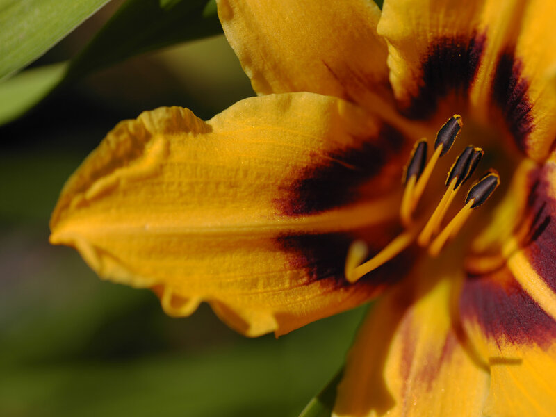 yellow lily with dark center