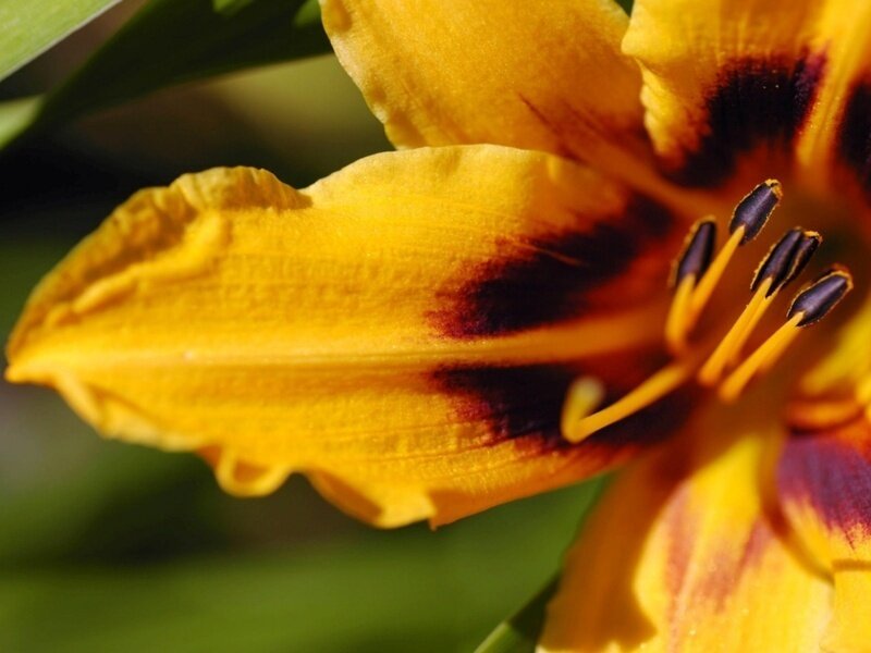 yellow lily with dark center