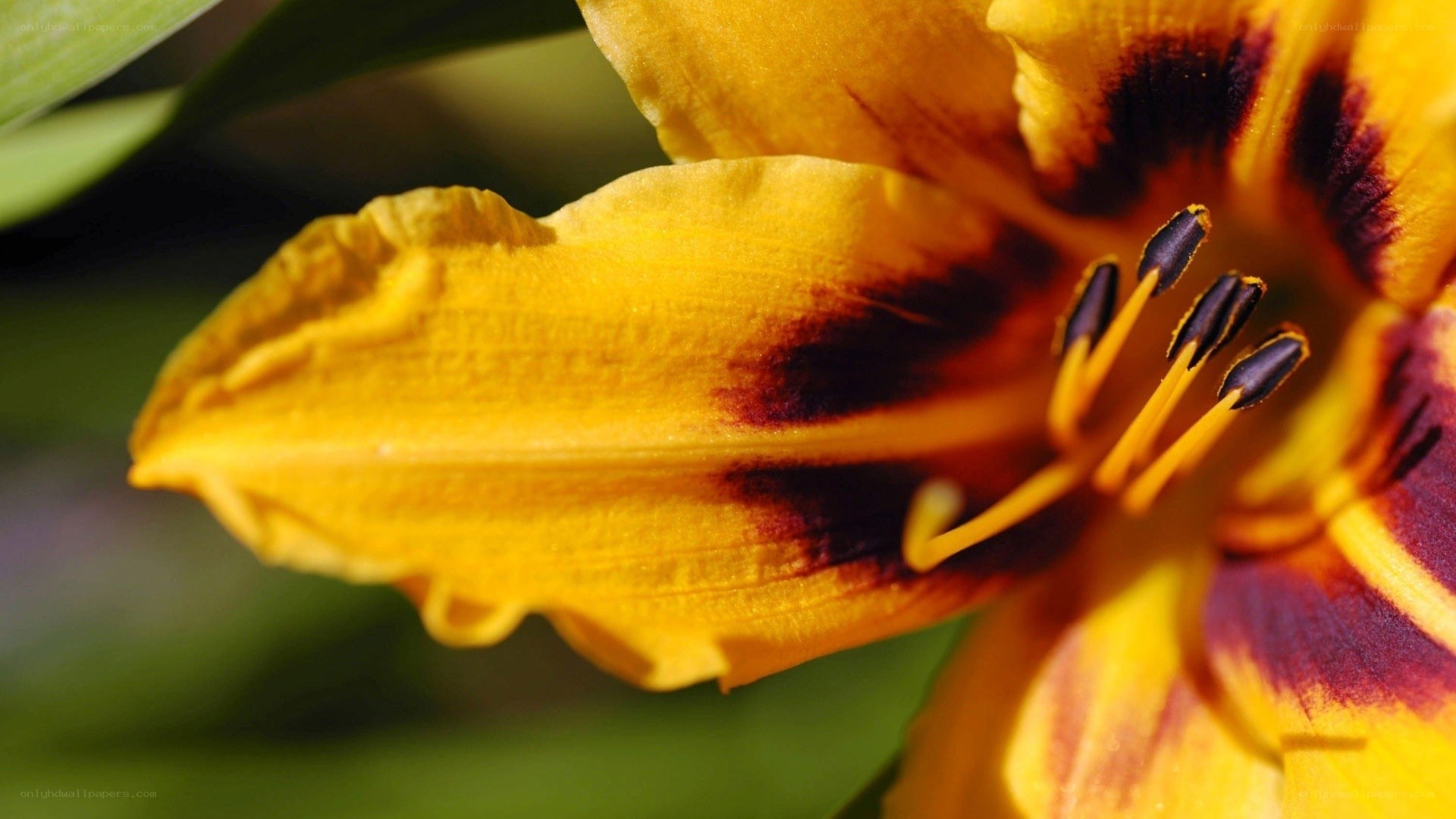 Yellow lily with dark center