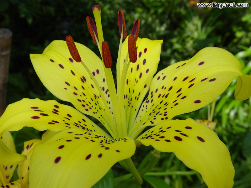 yellow lily with dark spots
