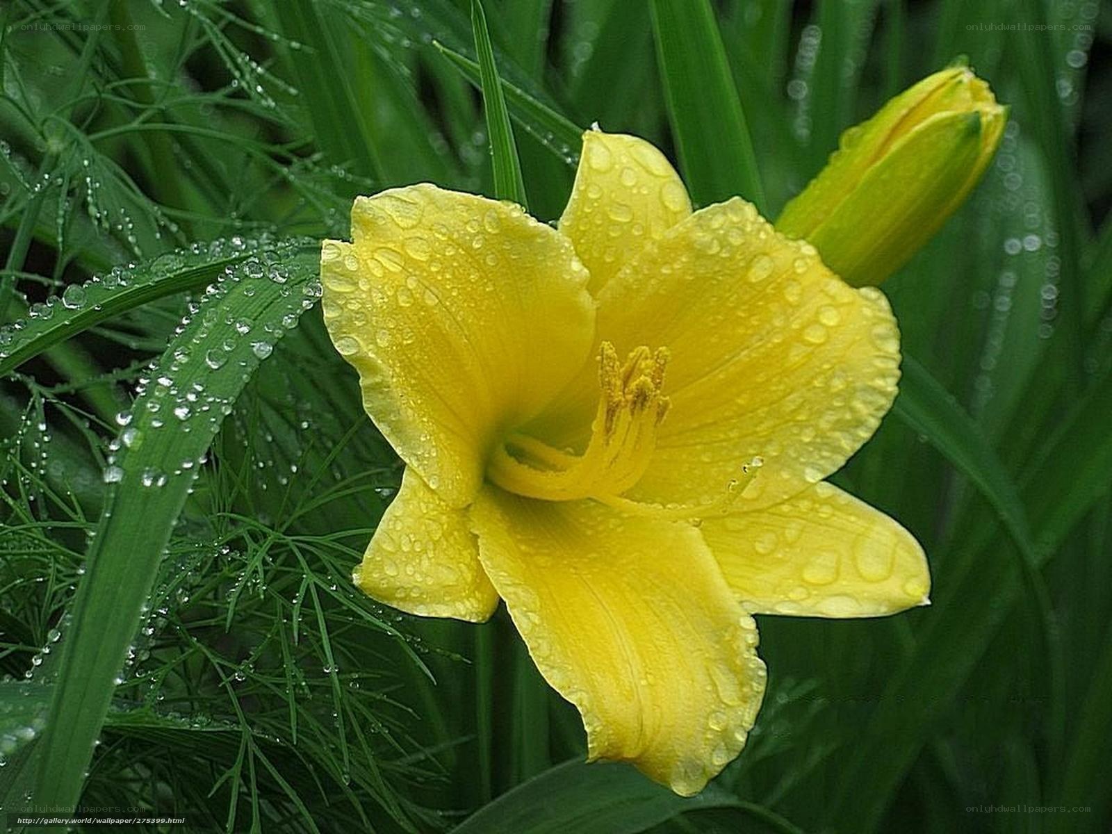 Yellow lily with dew drops
