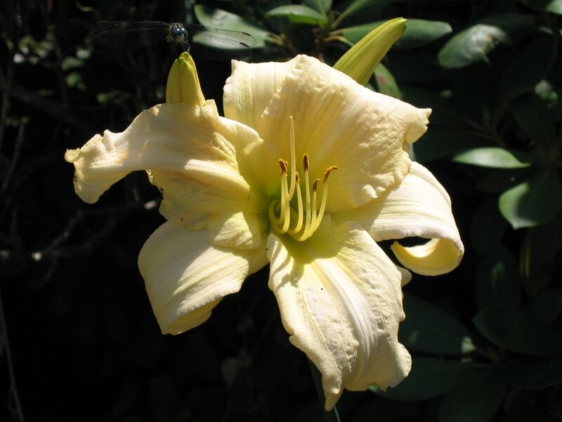 Yellow lily with dragonfly