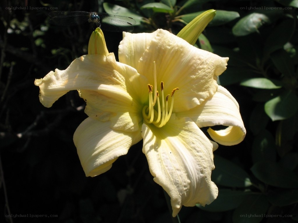Yellow lily with dragonfly