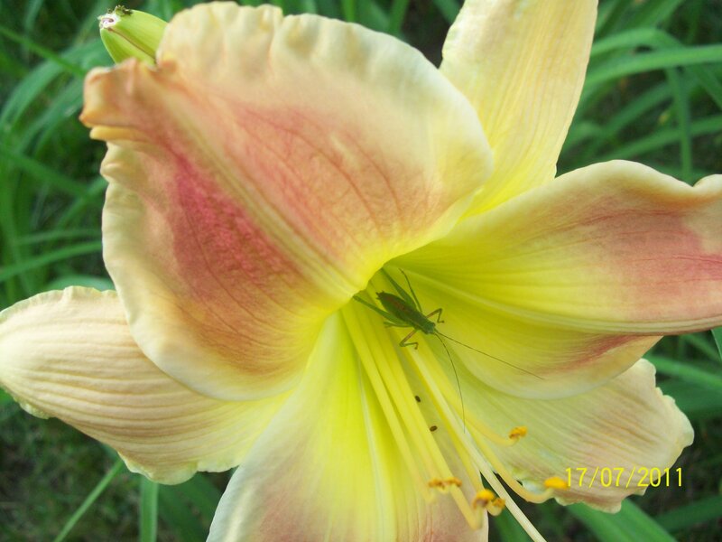 Yellow Lily with Insect