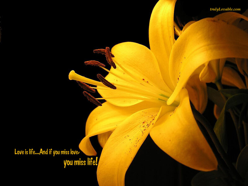 Yellow lily with love quote